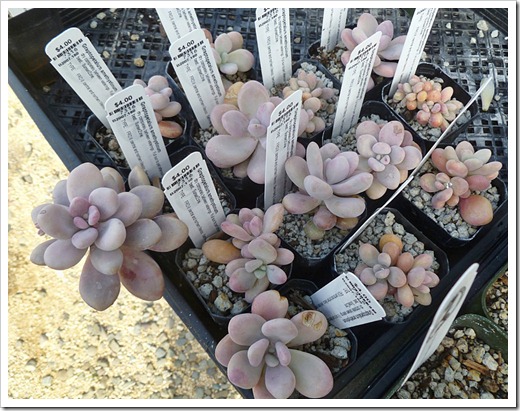 120310_UCDArboretum_Graptopetalum-amesthytinum