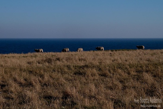 skane_20111016_sheep