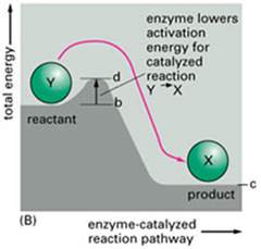 Role of enzymes