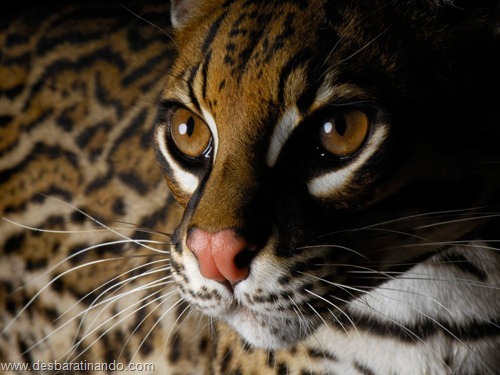 animais national geographic desbaratinando (43) animais national geographic desbaratinando (43)