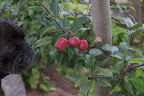 Yes, I see what you're talking about, Sharkey.  In my estimation, these apples are quite tiny - not at all the size they should be.