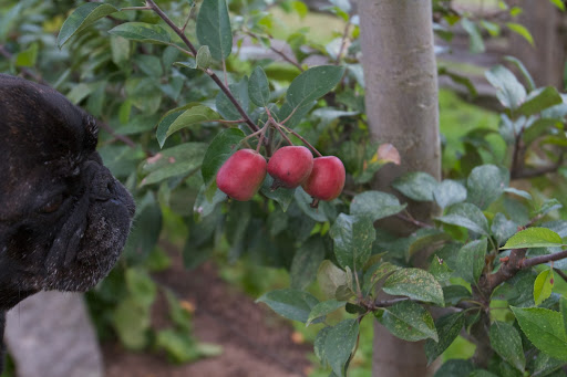 Yes, I see what you're talking about, Sharkey. In my estimation, these apples are quite tiny - not at all the size they should be. Yes, I see what you're talking about, Sharkey. In my estimation, these apples are quite tiny - not at all the size they should be.