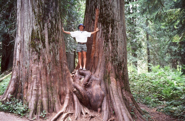 America The Beautiful - The Ross Cedars grove just south of Troy, Montana is one of the most beautiful western red cedar forests remaining in the Intermountain West. These redwood-size monarchs are 700 to 800 years old, and bear the scars of numerous fires. They've most likely survived because the canyon bottom in which they grow is moist and runs east to west, so not much sun reaches the forest floor. If you'd like to visit this grove, travel south from Troy on State Route 56. Just south of Bull Lake you'll see a Kootenai National Forest sign directing you to the grove. It's about four miles west on a well maintained road.