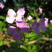 wildflowers 024.JPG