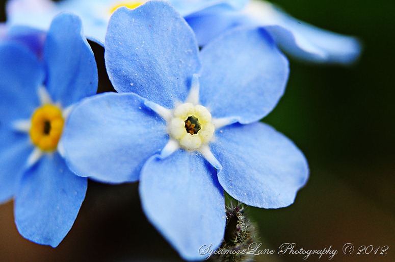 forget-me-not-1-w