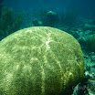  Snorkel Buck Island Reef 