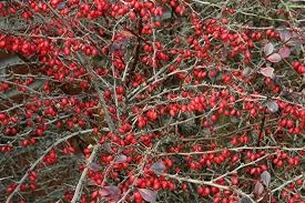[Japanese%2520barberry%2520with%2520fruit%255B2%255D.jpg]