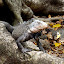 Iguane mâle