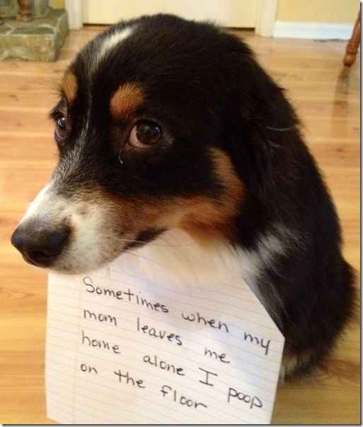dog-shaming-bad-17