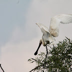 IMG_6676.JPG