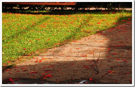 DSC_0595 DSC_0595