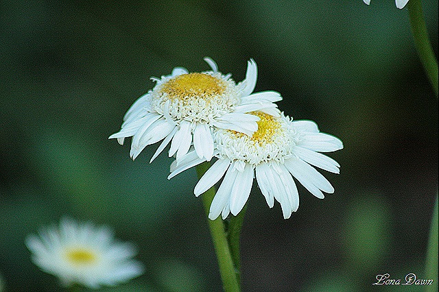 [Wirral_Crysanthemum%255B2%255D.jpg]