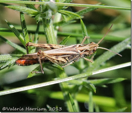 9-grasshopper-2