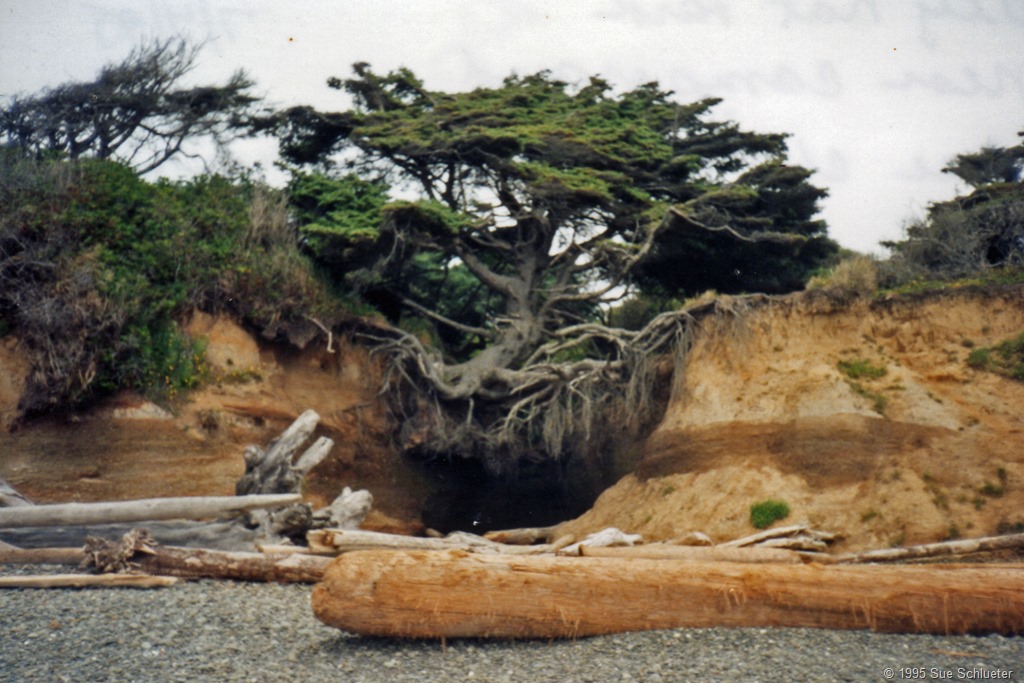[near%2520campground%2520tree%2520clinging%2520to%2520cliff%2520by%2520its%2520toes%255B8%255D.jpg]