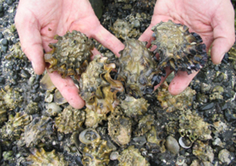 Oysters: For the past six years, baby oysters in the Pacific Northwest have been unable to survive in increasingly acidic waters. The region&rsquo;s top oyster hatcheries have also experienced declines up to 80 percent during periods when acidified waters are reaching the shores. biologicaldiversity.org