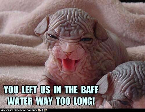 funny-pictures-you-left-us-in-the-baff-water-way-too-long