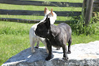 He also found this amazing stone block for Martha, which she uses as a mounting block when she rides the horses.