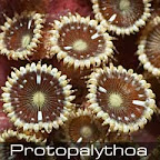 Protopalythoa-white-rim.jpg