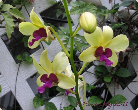 12-02-unkn-orchid
