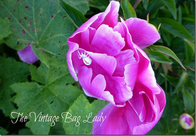 the plate flowers 042