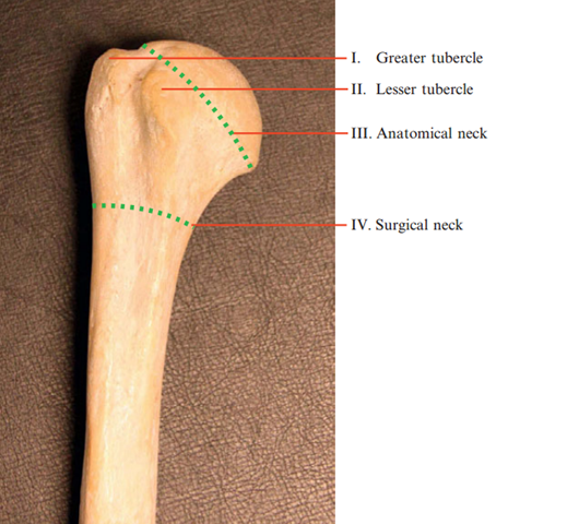 humerus humerus