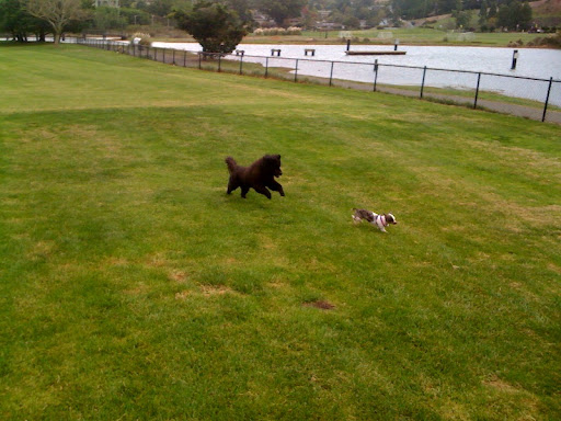 They frolic and play whenever the opportunity presents itself. They frolic and play whenever the opportunity presents itself.