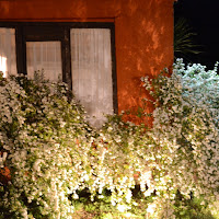 DSC_1910.JPG