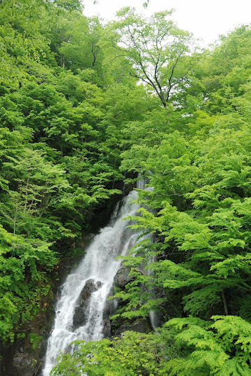 ニコイ大滝