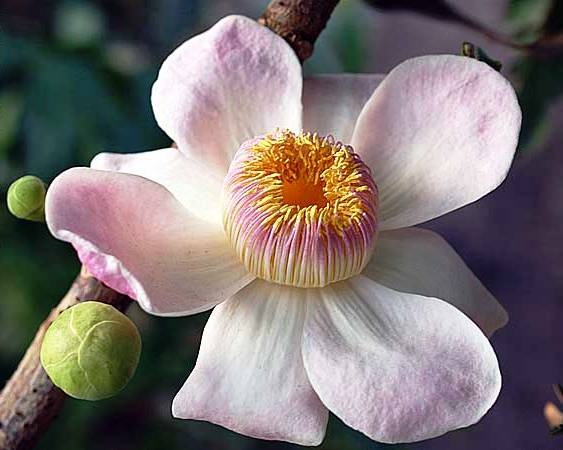 [Gustaviaaugusta3.jpg]