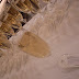 R0031957.JPG