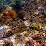 The Seabed Covered in Coral - Noumea, New Caledonia