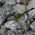 P1060959