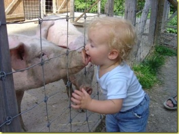 schwein schwein
