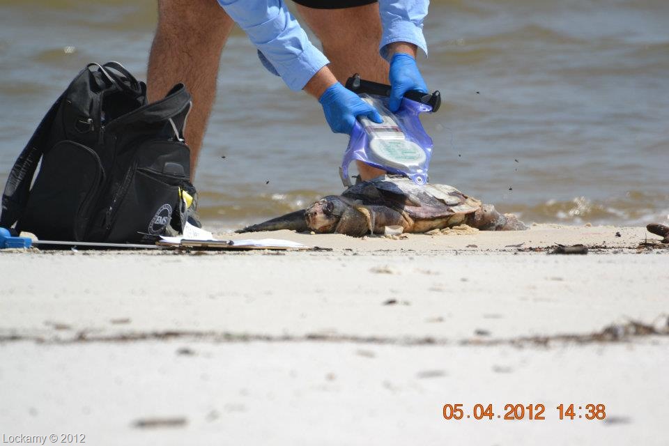 [LaurelLockamyturtle050412310.jpg]
