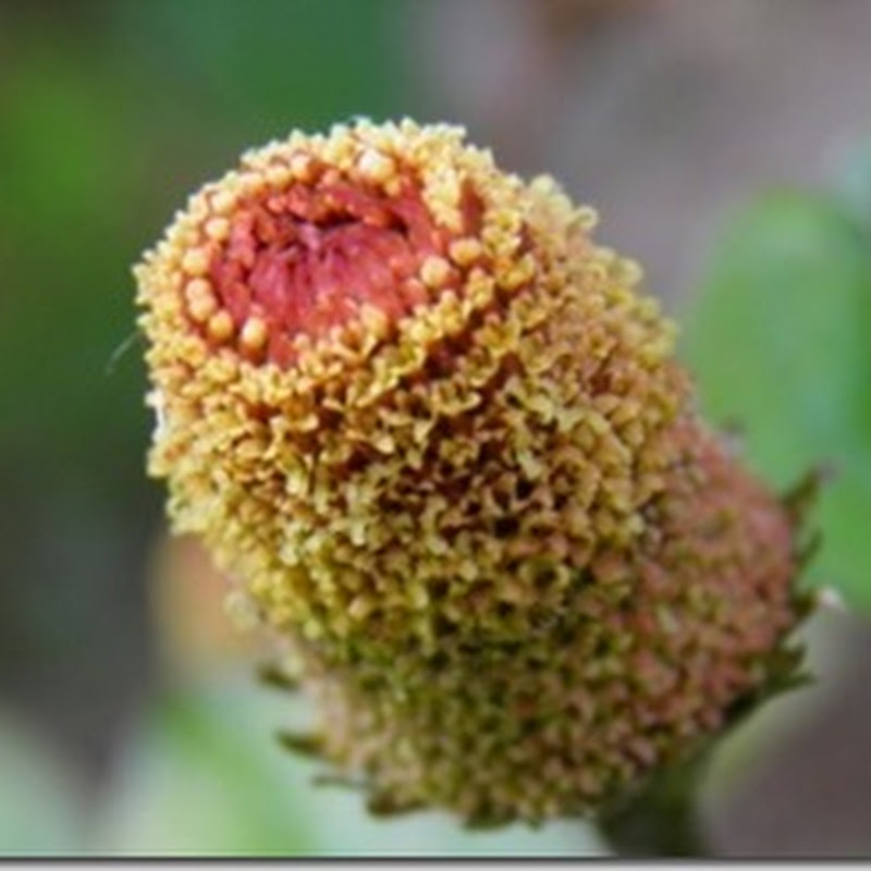 La planta peruana que ataca el dolor de muelas