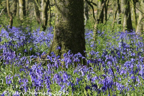 [bluebells%255B2%255D.jpg]