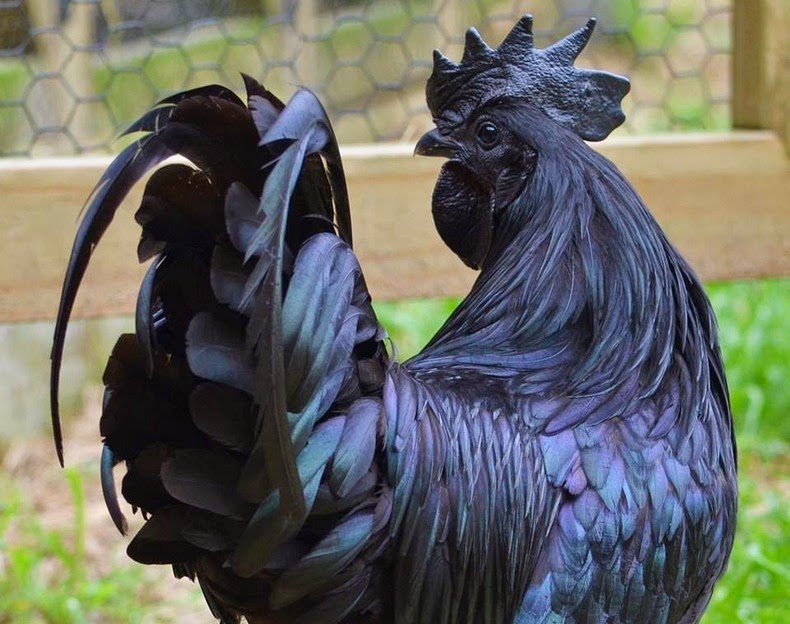    !  ayam-cemani-7%255B