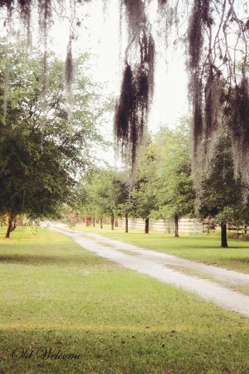 [dirt%2520lane%2520live%2520oak%2520spanish%2520moss%2520old%2520welcome%255B4%255D.jpg]