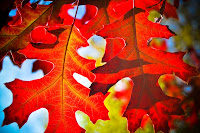 Red leaves