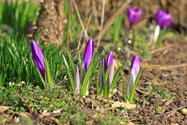 Krokusse_violett Krokusse_violett