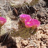 Prickly Pear