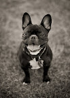 Emmie is a rescue Frenchie.