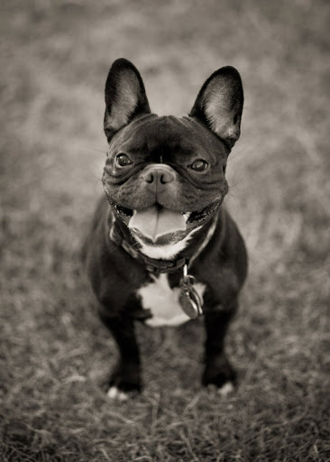 Emmie is a rescue Frenchie.