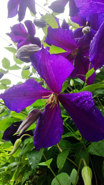 Clematis | Ideas in Bloom