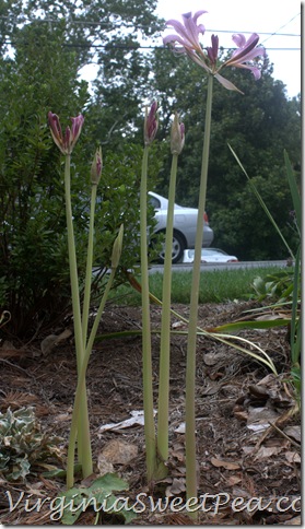 Magic Lilly1 Magic Lilly1