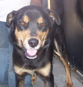 Like Vernon, each animal has a story. Sweet Paco here just stood silently, sad and confused, when he was seized with 66 other abused animals in a California raid. Some did not make it, but thankfully Paco did. He is long overdue for a safe home (fine with other dogs and people) and has so much love to give.