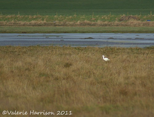[2-little-egret%255B2%255D.jpg]
