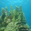 coralgardensdivesite11.jpg