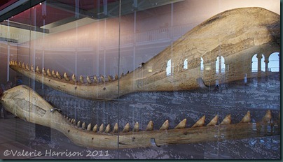 48-whale-skrimshaw