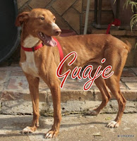 GUAJE
RAZA: podenco
SEXO: Macho 
FECHA NACIMIENTO​​​​: 2008
TAMAÑO: mediano
CARÁCTER: muy dulce y bueno, muy cariñoso. 
Recogido desnutrido y con múltiples heridas, probablemente maltratado.